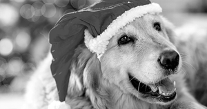 10 Holiday Safety Tips for Pets