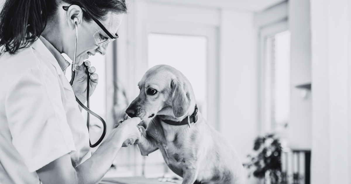4 Differences Between a Licensed Vet Tech & Veterinarian Dr. Jeff Werber
