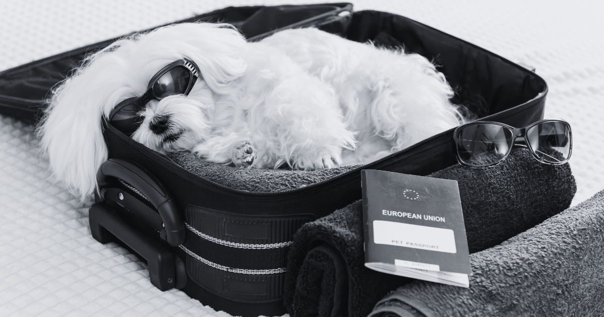 How to Transport a Pet Internationally A Journey Beyond Borders Dr