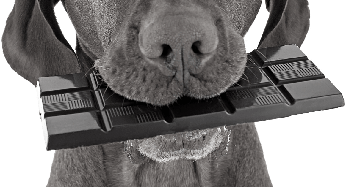 Is Chocolate Safe for Dogs or Cats Dr. Jeff Werber