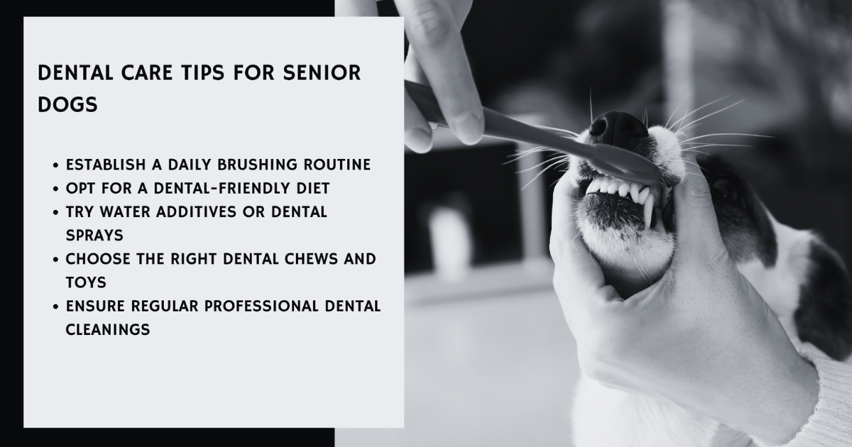 Snapshot of Treating Dental Pain In Older Dogs
