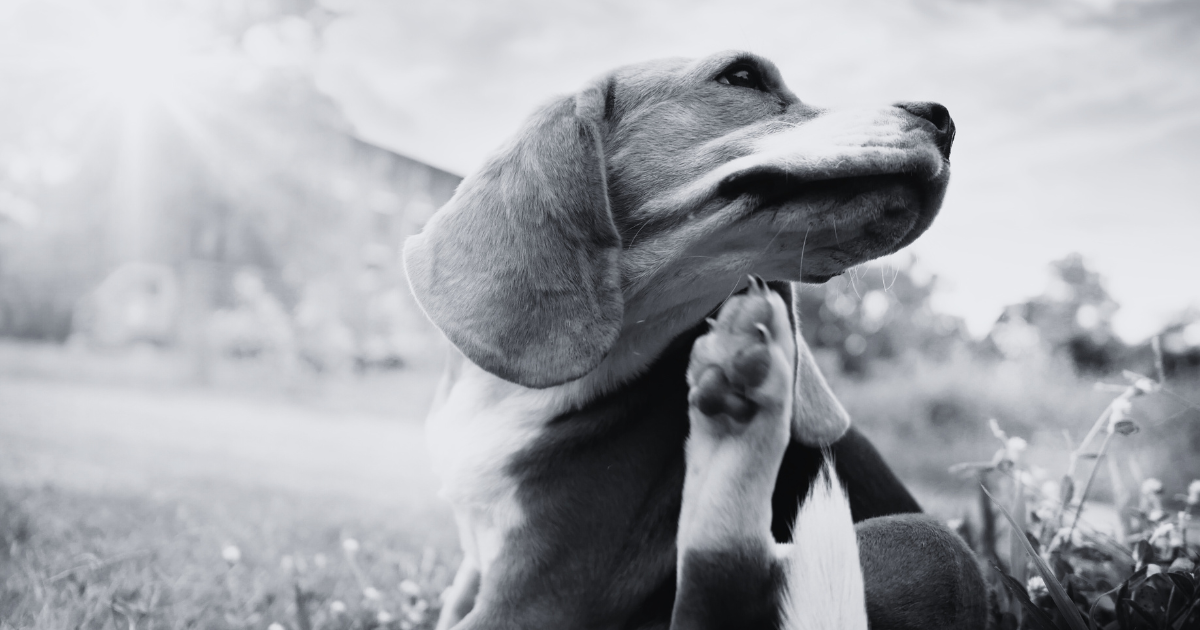 What are the Causes and Solutions for Dog Allergies? Dr. Jeff Werber