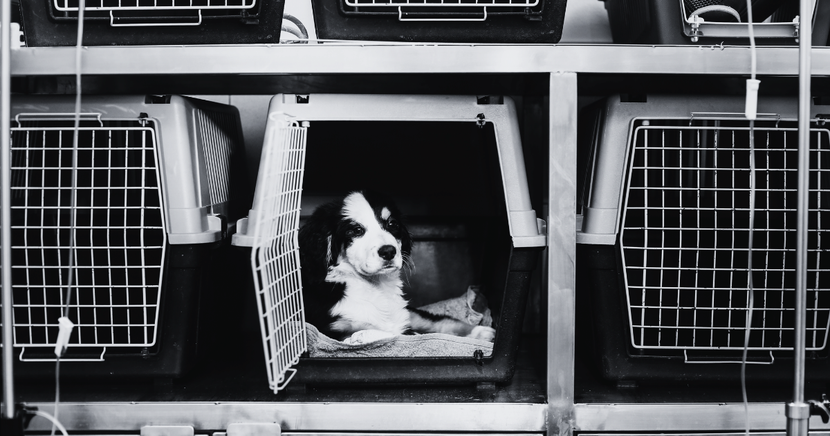 Where to Get Spay and Neuter Services for Cheap in California Dr