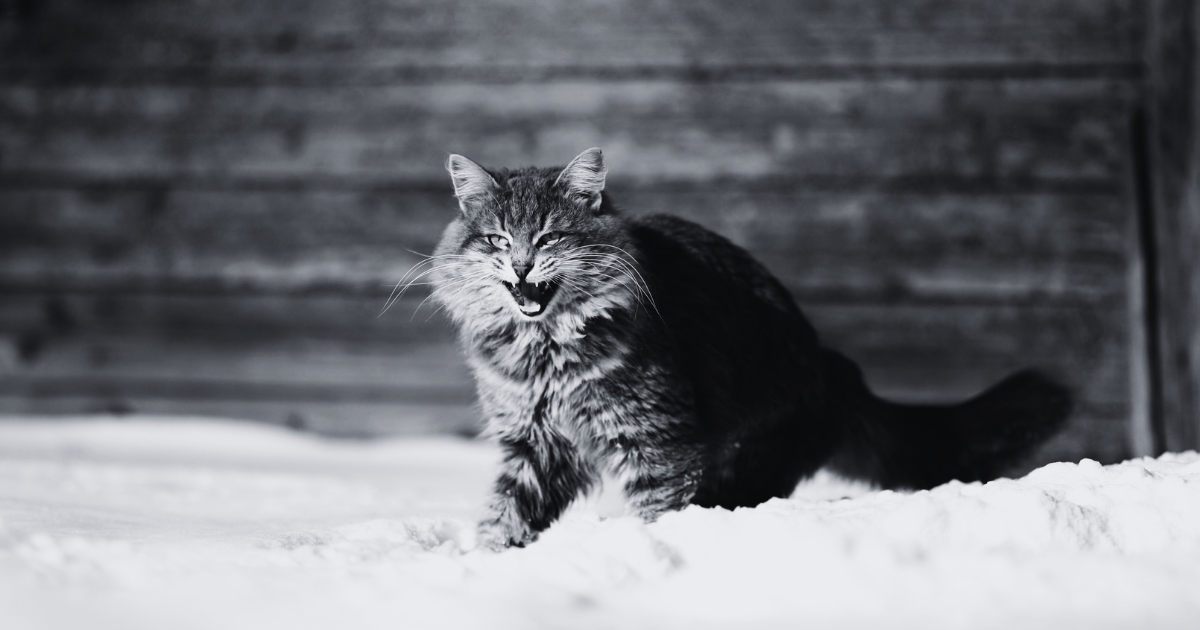 Decoding the Poignant "Why Does My Cat Hate Me?" with a Vet Dr. Jeff