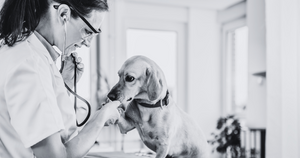 4 Differences Between a Licensed Vet Tech & Veterinarian