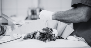 5 Most Common Vet Surgeries Dr. Jeff Werber Performs