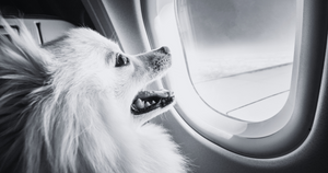 7 American Airlines That Are Pet-Friendly
