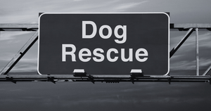 All About the Rescue Organizations Dr. Jeff Werber Works With