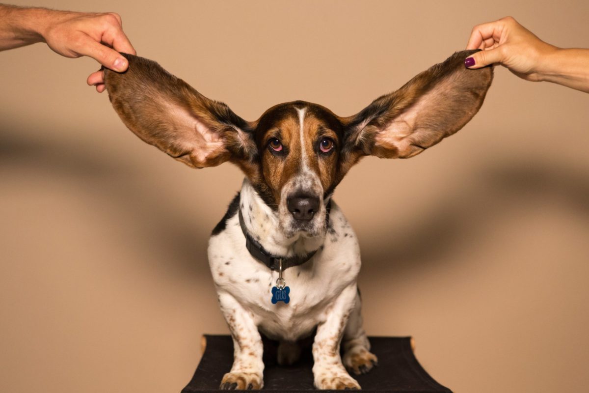 Pet's Ears - Here's How To Clean Them