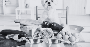 The 5 Worst Foods for Pets: Navigating the No-No's of Feline and Canine Diets
