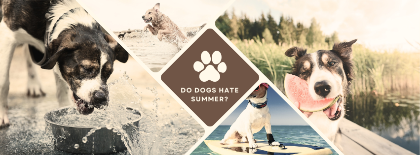 Do Dogs Hate Summer?