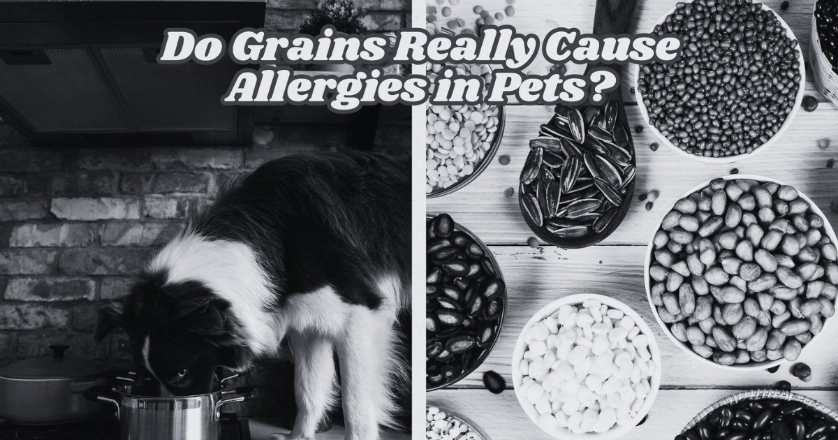 Grain-Free vs. Grain-Friendly: Do Grains Really Cause Allergies in Pet ...