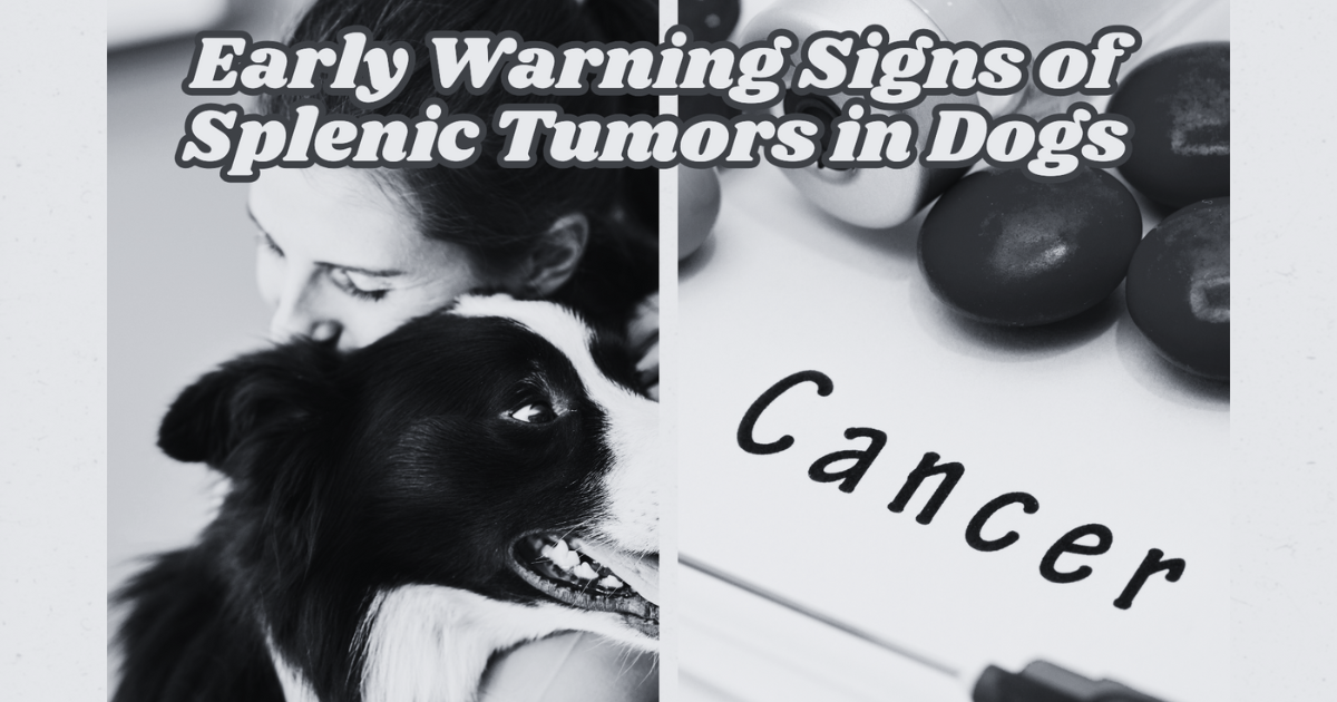 Unseen but Severe: Early Warning Signs of Splenic Tumors in Dogs