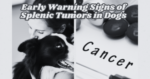 Unseen but Severe: Early Warning Signs of Splenic Tumors in Dogs