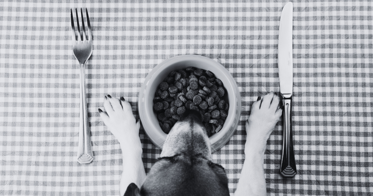 Dermatology for Pets: How Diet Affects Your Pet's Coat