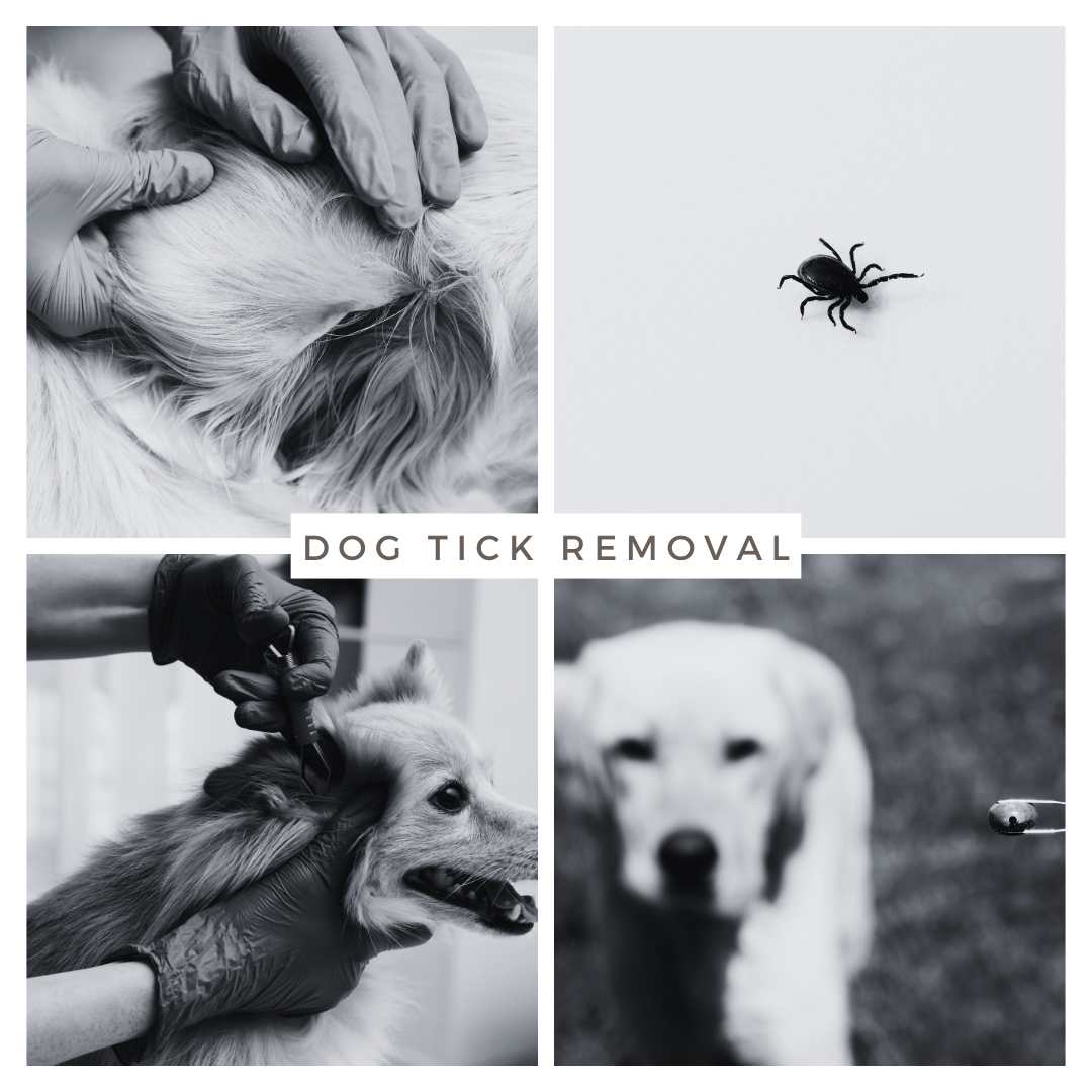 How to Remove Ticks From Dogs Dr. Jeff Werber