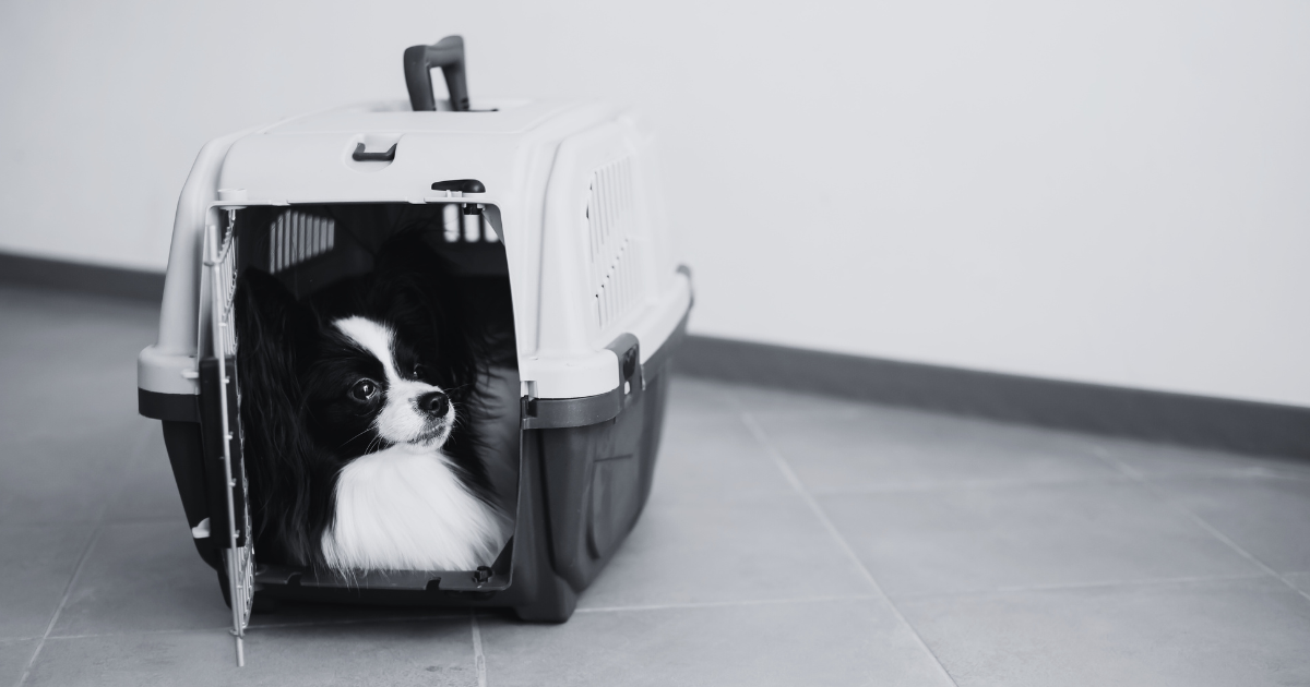 How to Transport a Pet Domestically in the US: A Complete Guide