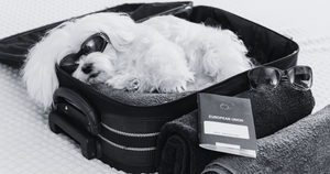 How to Transport a Pet Internationally: A Journey Beyond Borders
