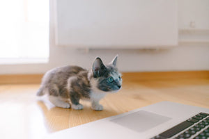 6 Ways to Take Care of your New Kitten