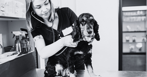 Overnight Vet Pet Care: The Details