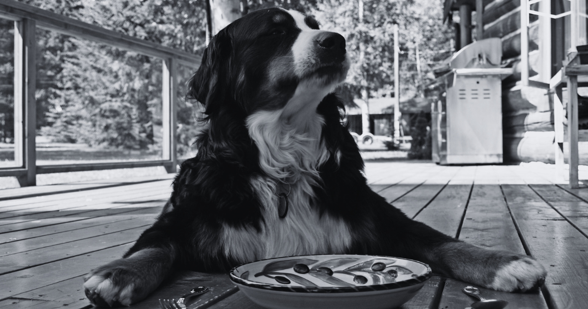 Senior Dog Nutrition 101: What Changes as Dogs Age and How to Adapt Their Diet