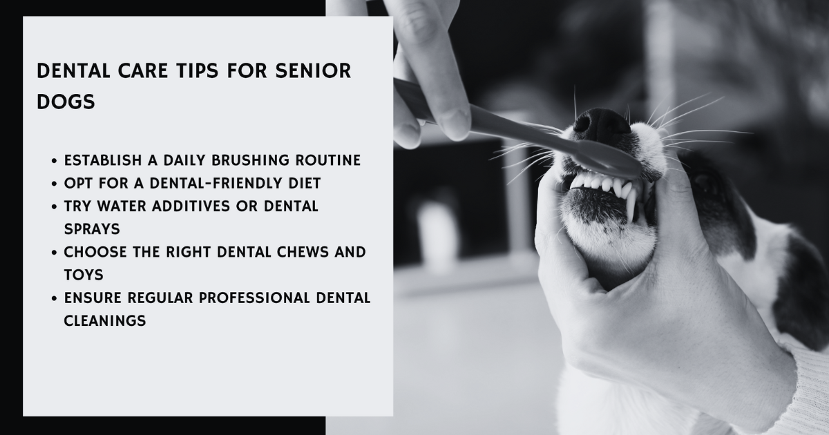 Senior Dog Dental Care: Essential Dental Care Tips for Senior Dogs