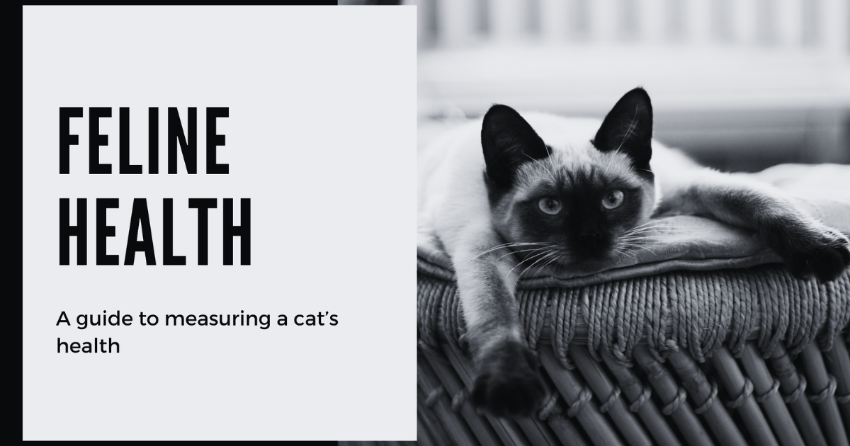 Ways to Measure Your (Quiet) Cat's Health When You Just Can't Tell