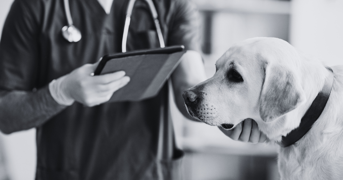 Vet Bills Unpacked: Why is Vet Care So Expensive and What Can You Do About It?